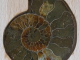 Ammonit in Holzsitz
